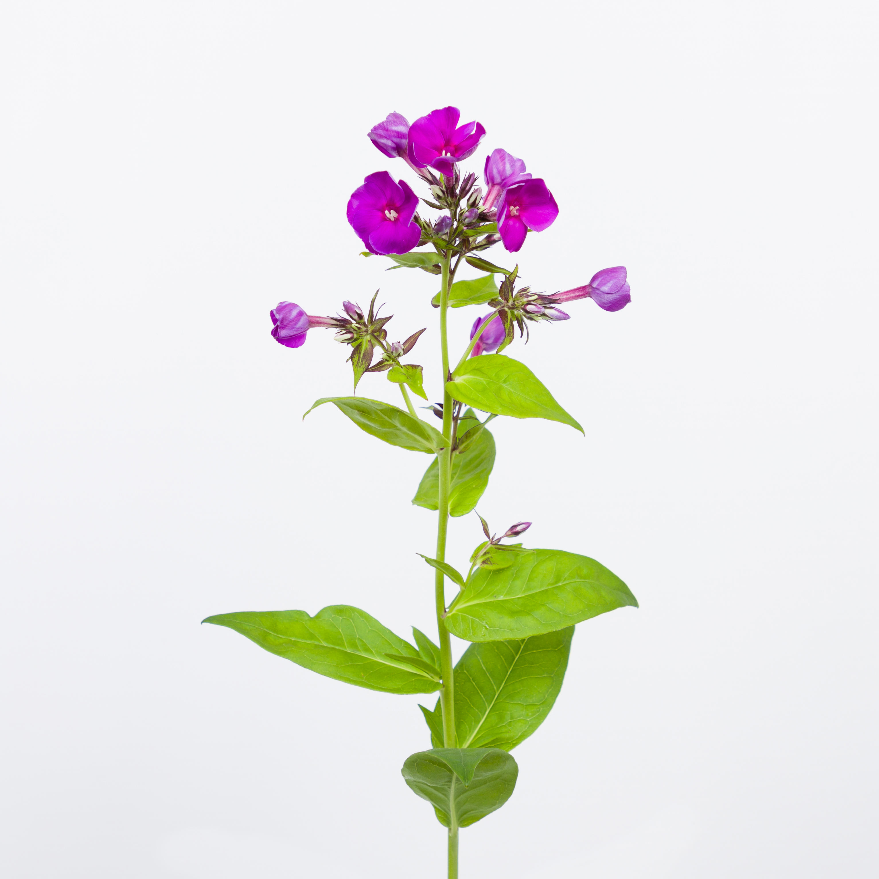 10x Phlox crissy 60cm