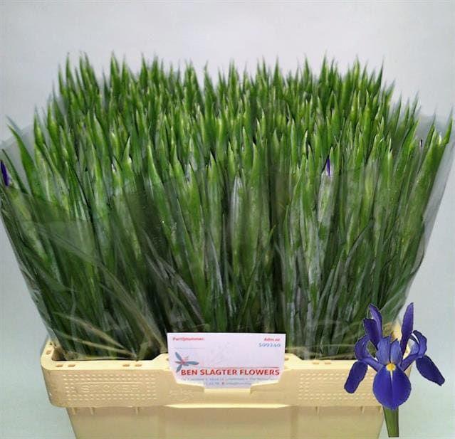 50x Iris blue magic 50cm