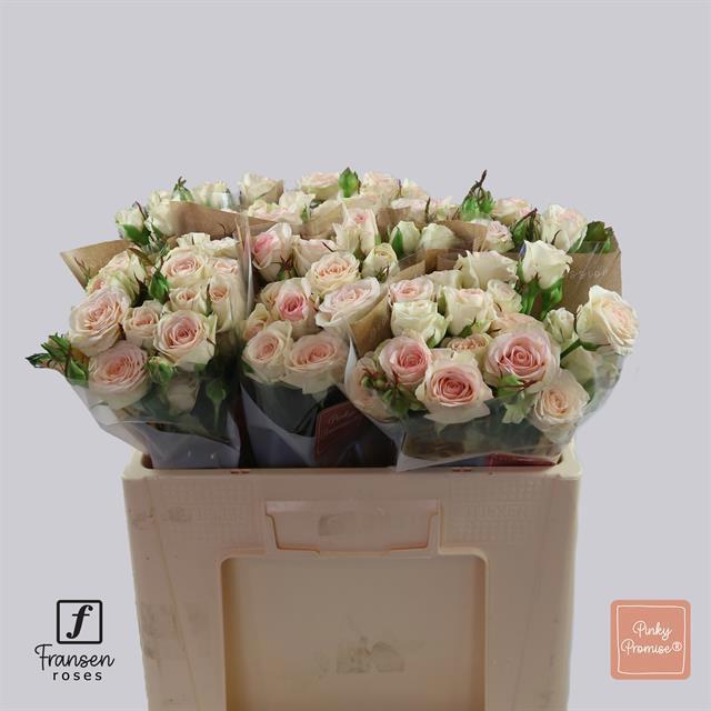 10x Rosa tr. pinky promise 40cm