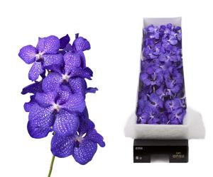 8x Vanda kan.magic blue 30cm