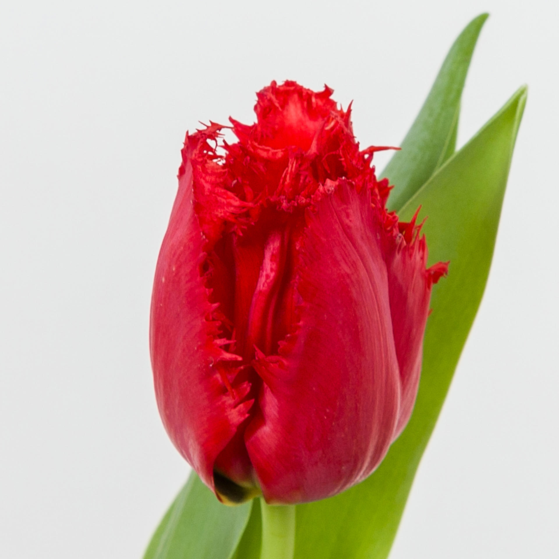 50x Tulipa indiana gf 40cm