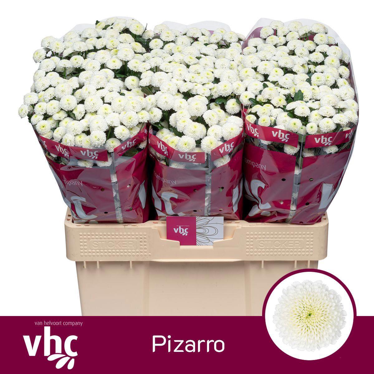 25x Chrysant san.pizarro 50cm