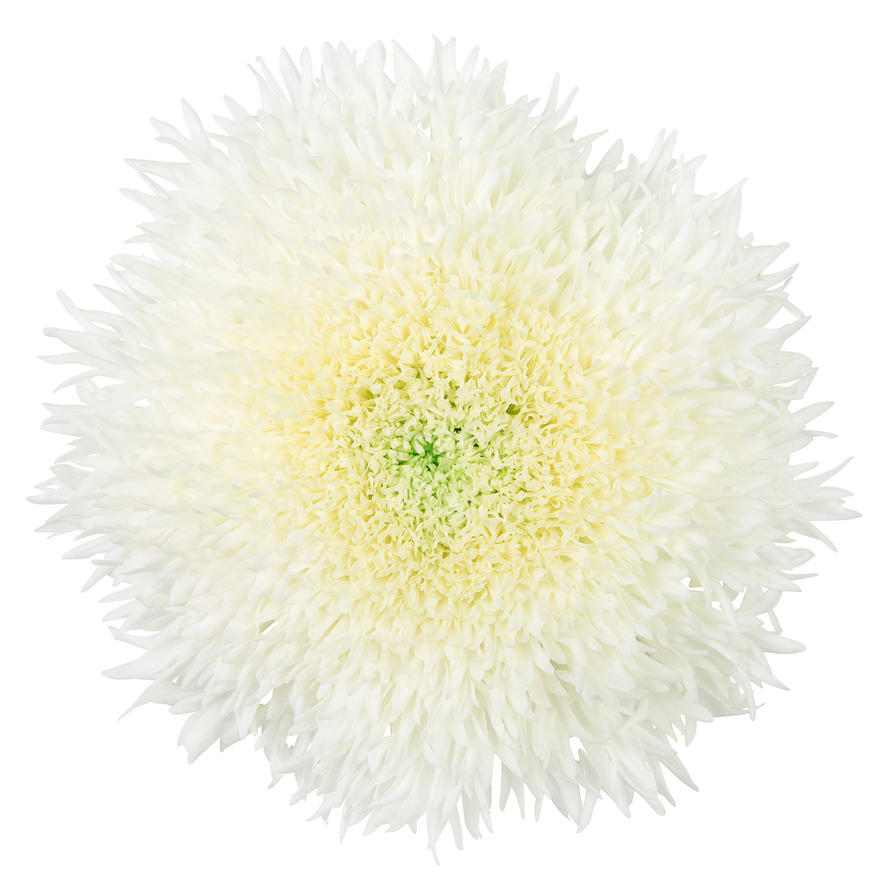 10x Chrysant etrusko white 70cm