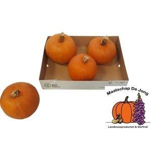 3x Sf cucurbita halloween 10cm