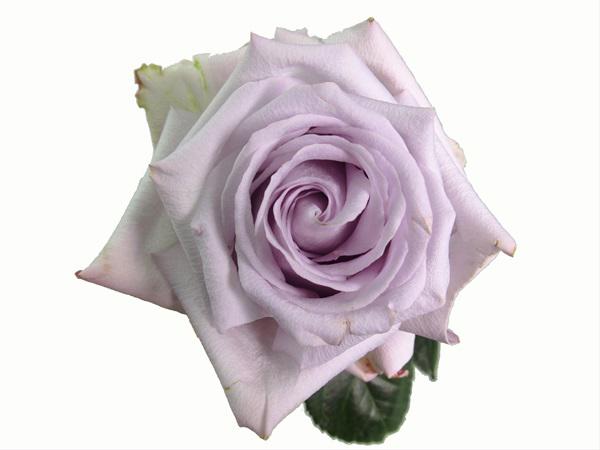 25x Rosa bounty way 50cm