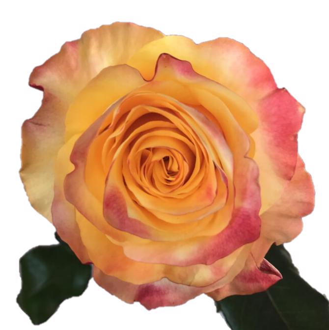 20x Rosa easy fashion 40cm