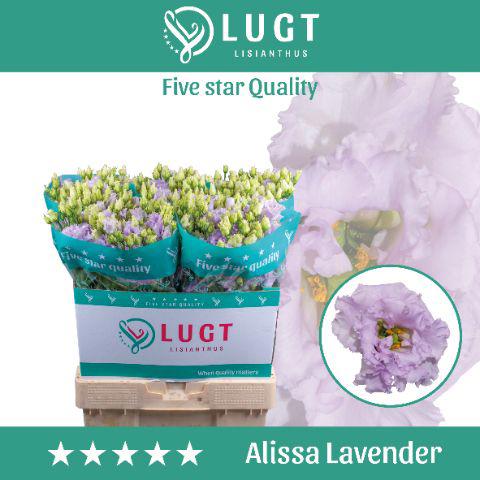 10x Eust.alissa lavender du 70cm