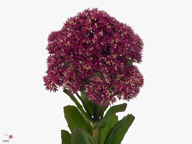25x Sedum mr goodbud 60cm