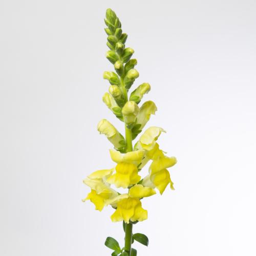 10x Antir.pot.yellow 70cm