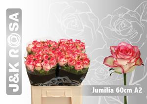 10x Rosa jumilia 60cm