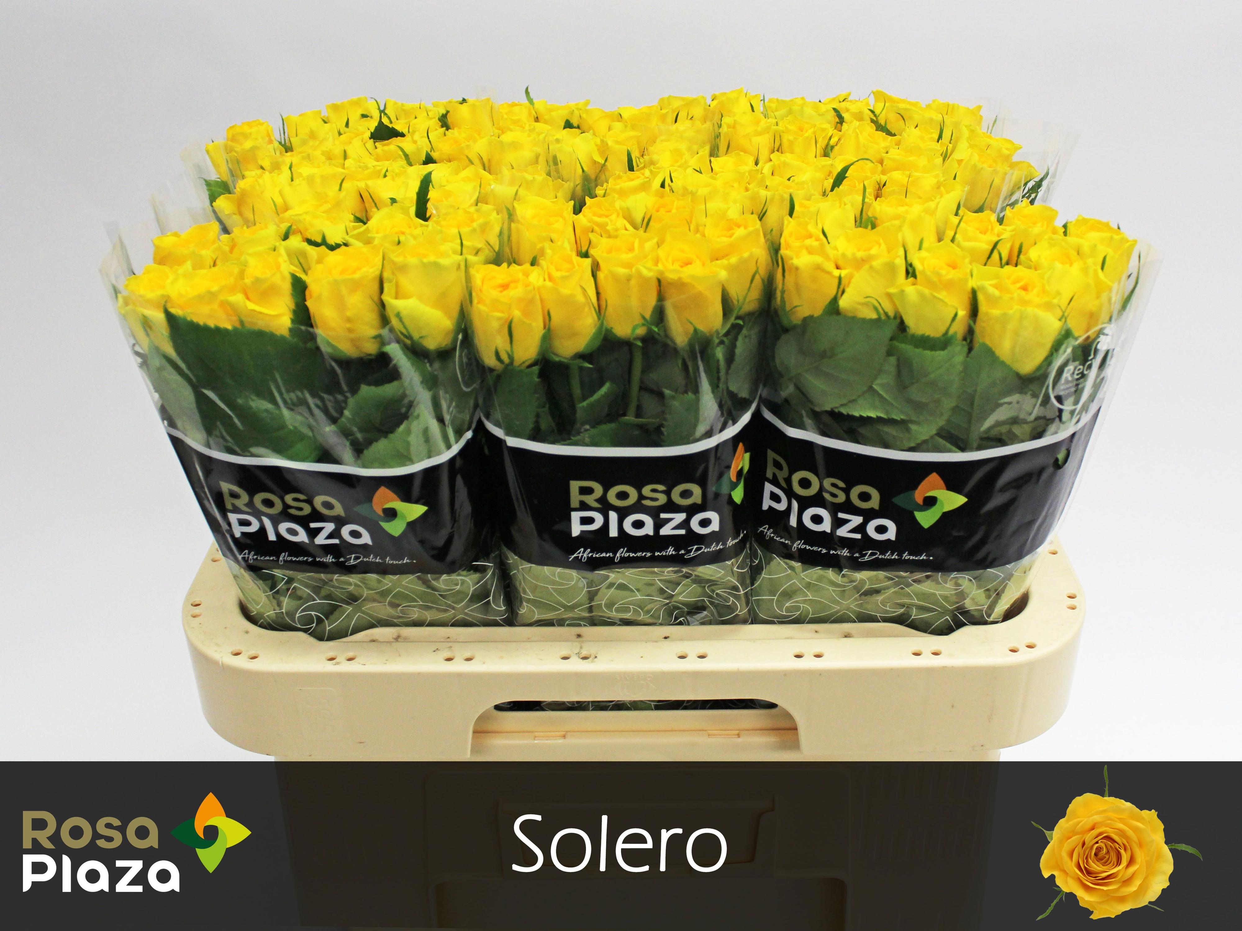 20x Rosa solero 60cm