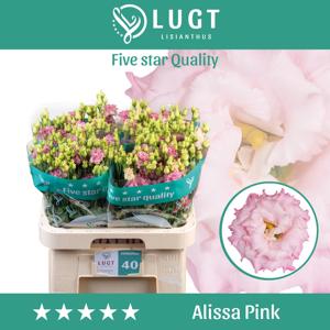 10x Eust.alissa pink du 70cm