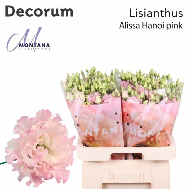 10x Eust.alissa hanoi pink du 70cm
