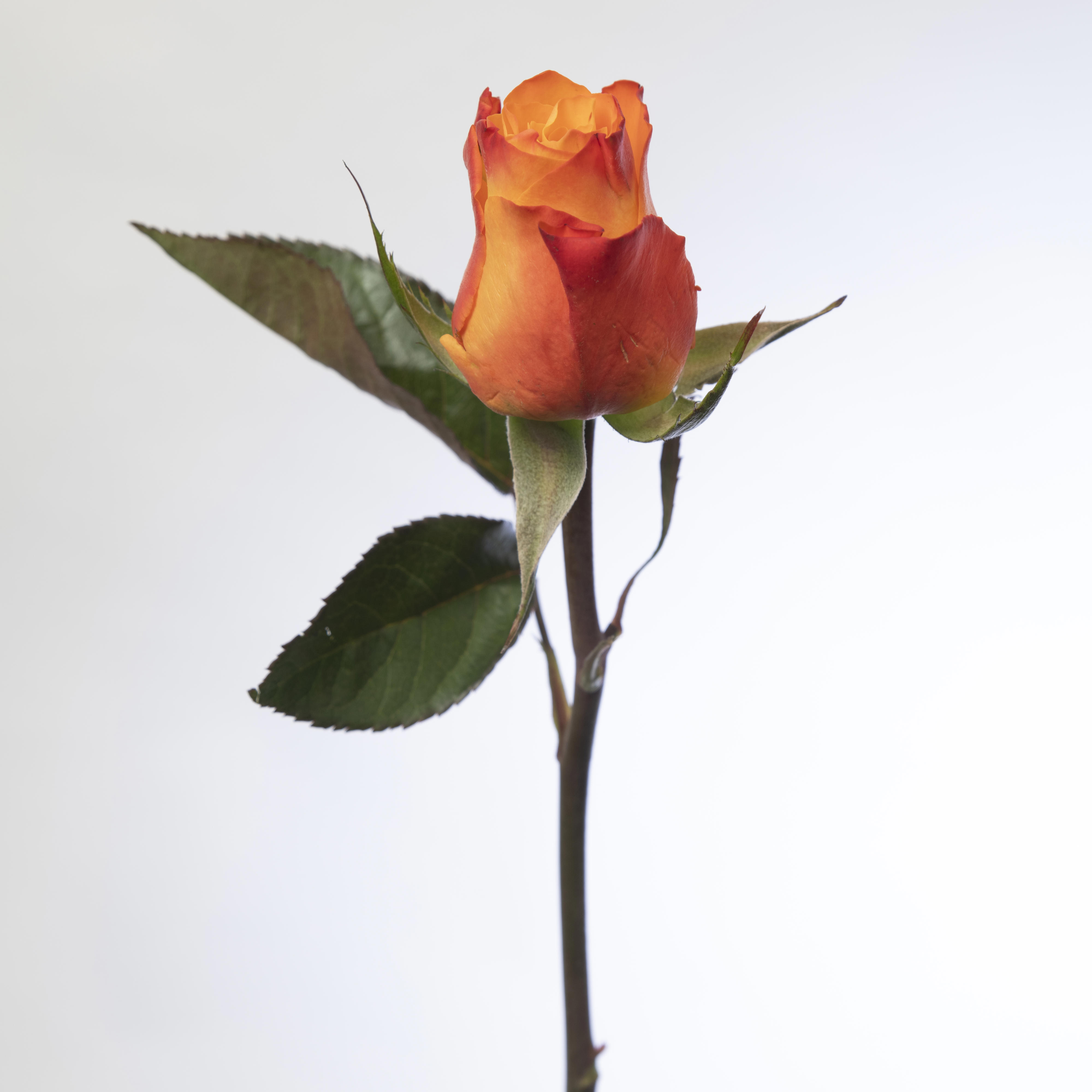 10x Rosa diya's fire 50cm
