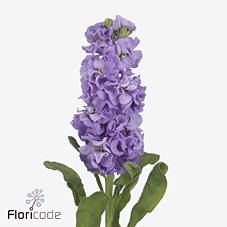 10x Matt.impala lavender 60cm