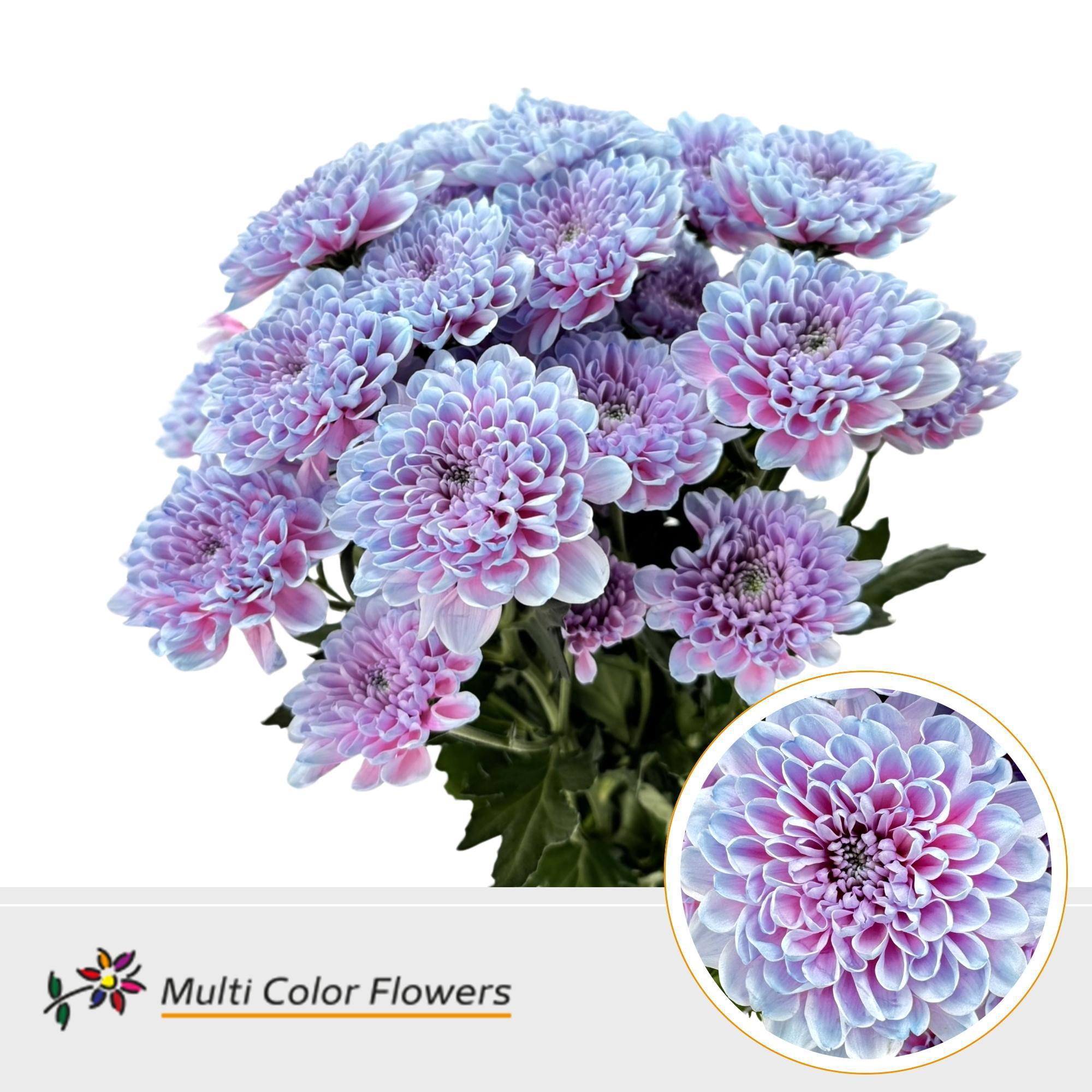 10x Chrysant altaj mermaid 60cm