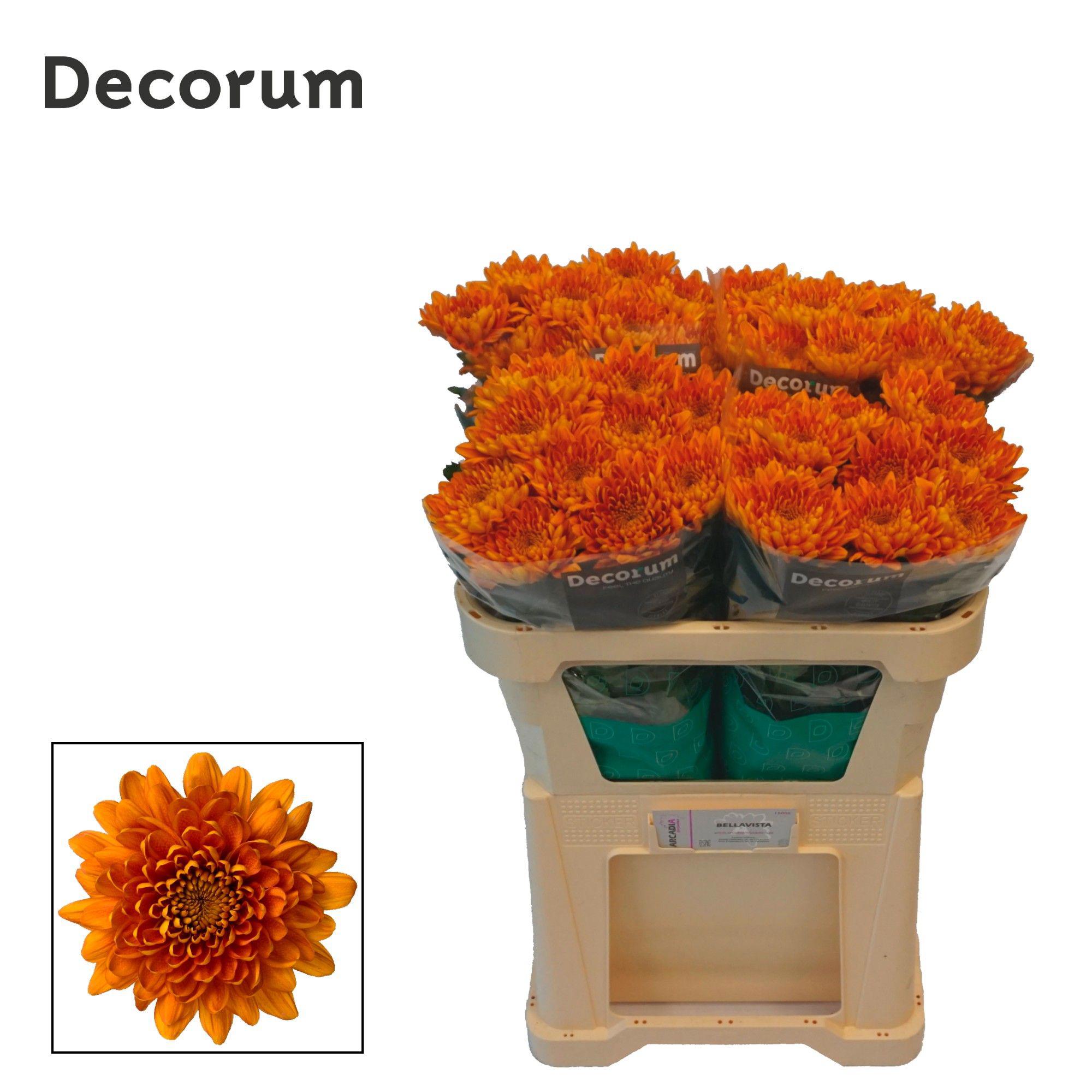 10x Chrysant bellavista 70cm
