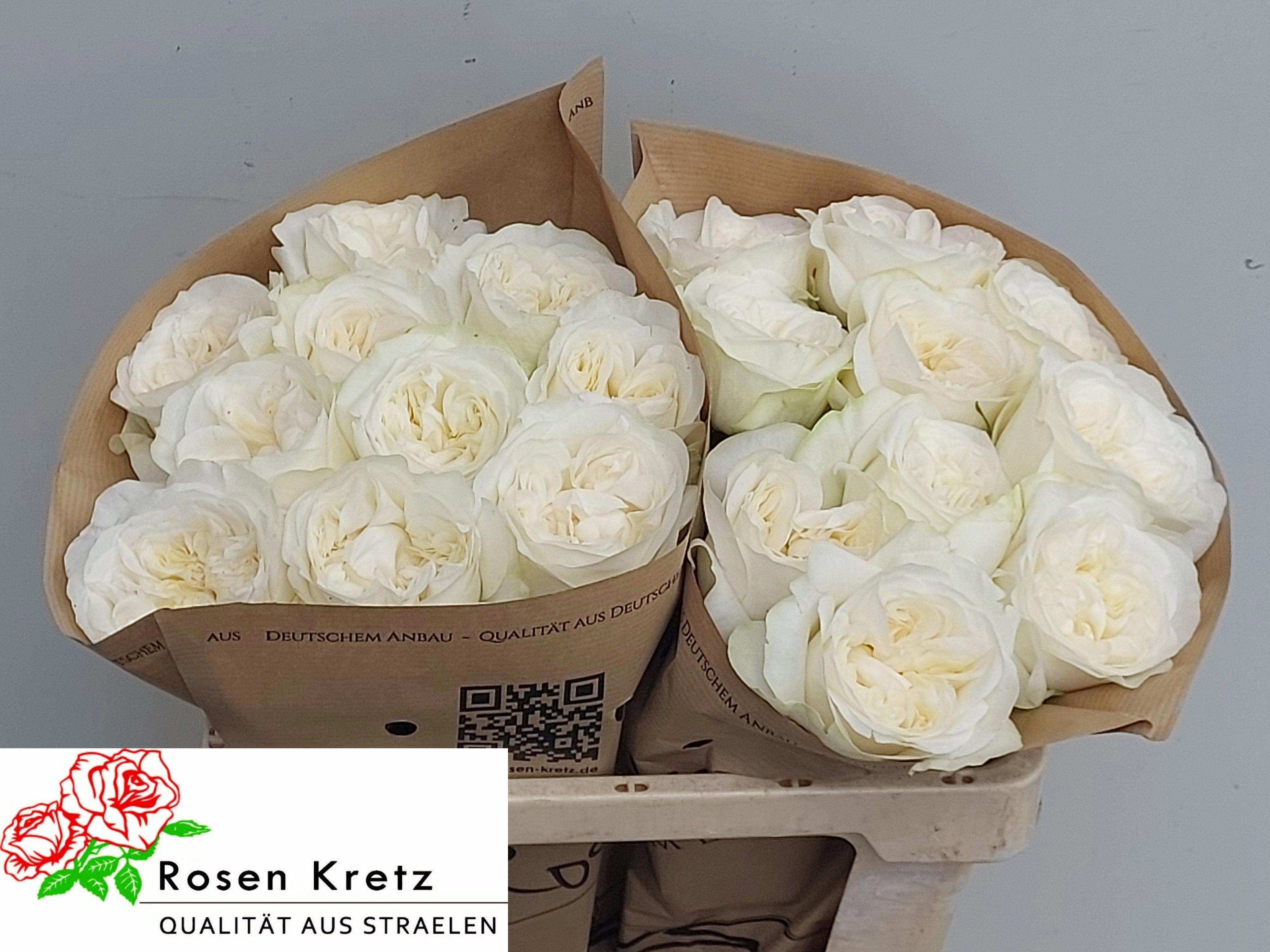 10x Rosa lincoln park white! 50cm