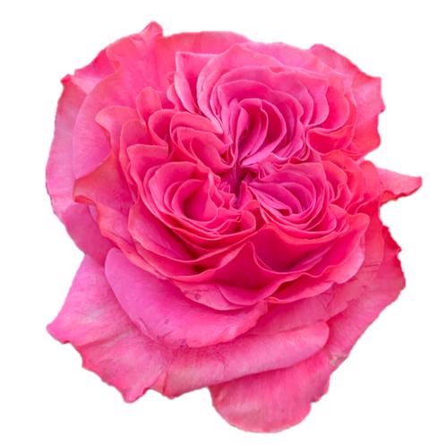 25x Rosa country blues 60cm