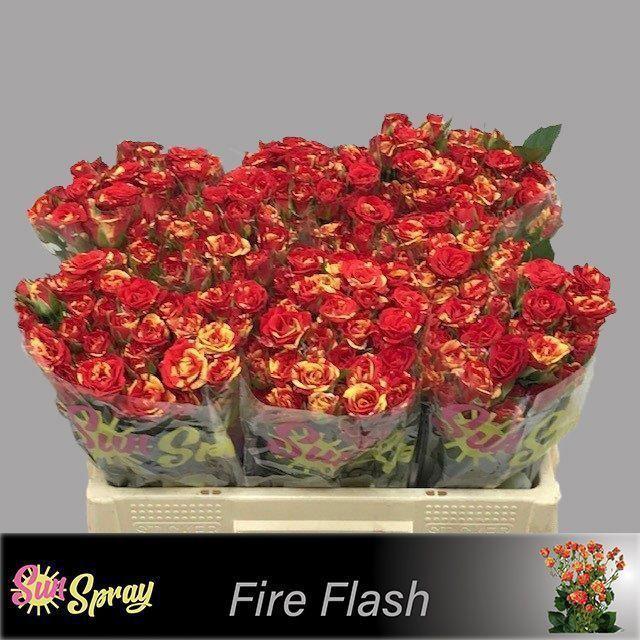 10x Rosa fire flash 50cm