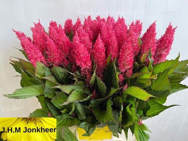 20x Cel.pl.royal pink 60cm