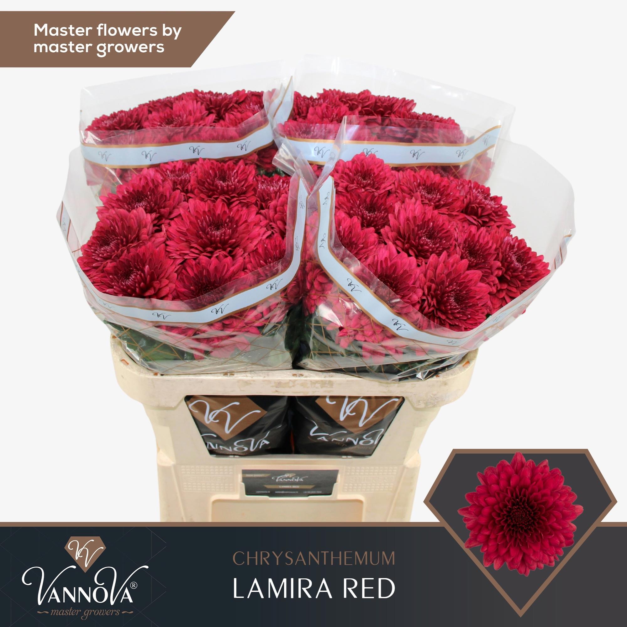 10x Chrysant lamira red 70cm