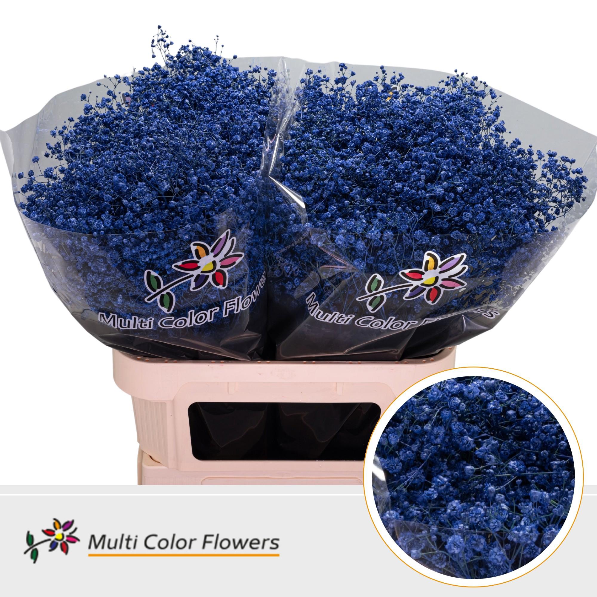 25x Gipskruid xlence blauw 80cm
