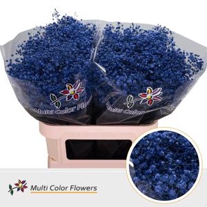 25x Gipskruid xlence blauw 80cm