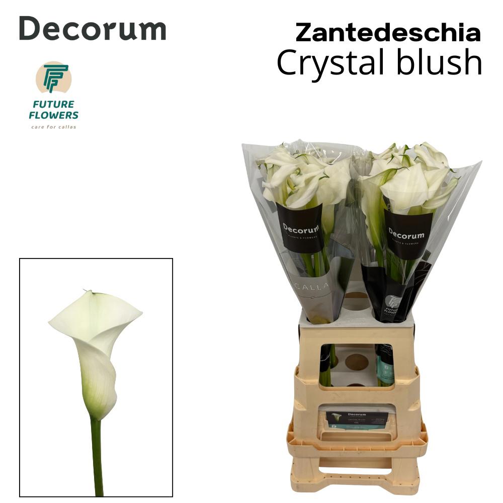 10x Zant.crystal blush 70cm