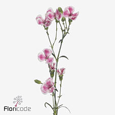 20x Dian.tr.solomio solandis blushfly 60cm