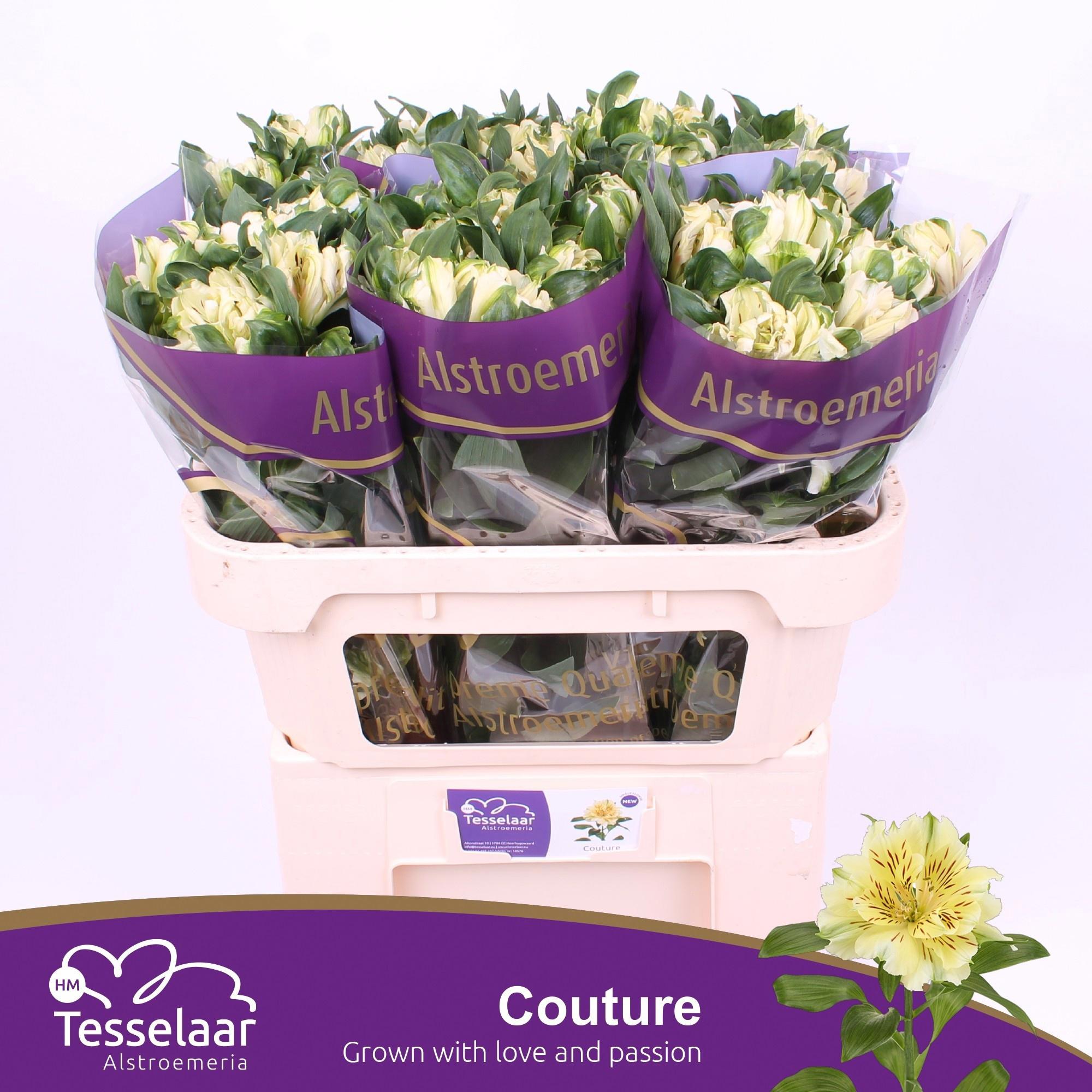 10x Alstroemeria fashionista couture 70cm