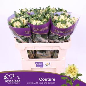 10x Alstroemeria fashionista couture 70cm