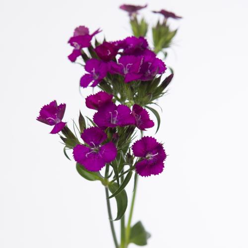 50x Dian.bar.amazon neon purple 50cm
