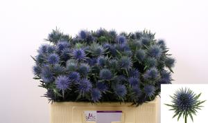 10x Eryngium magnetar questar 50cm