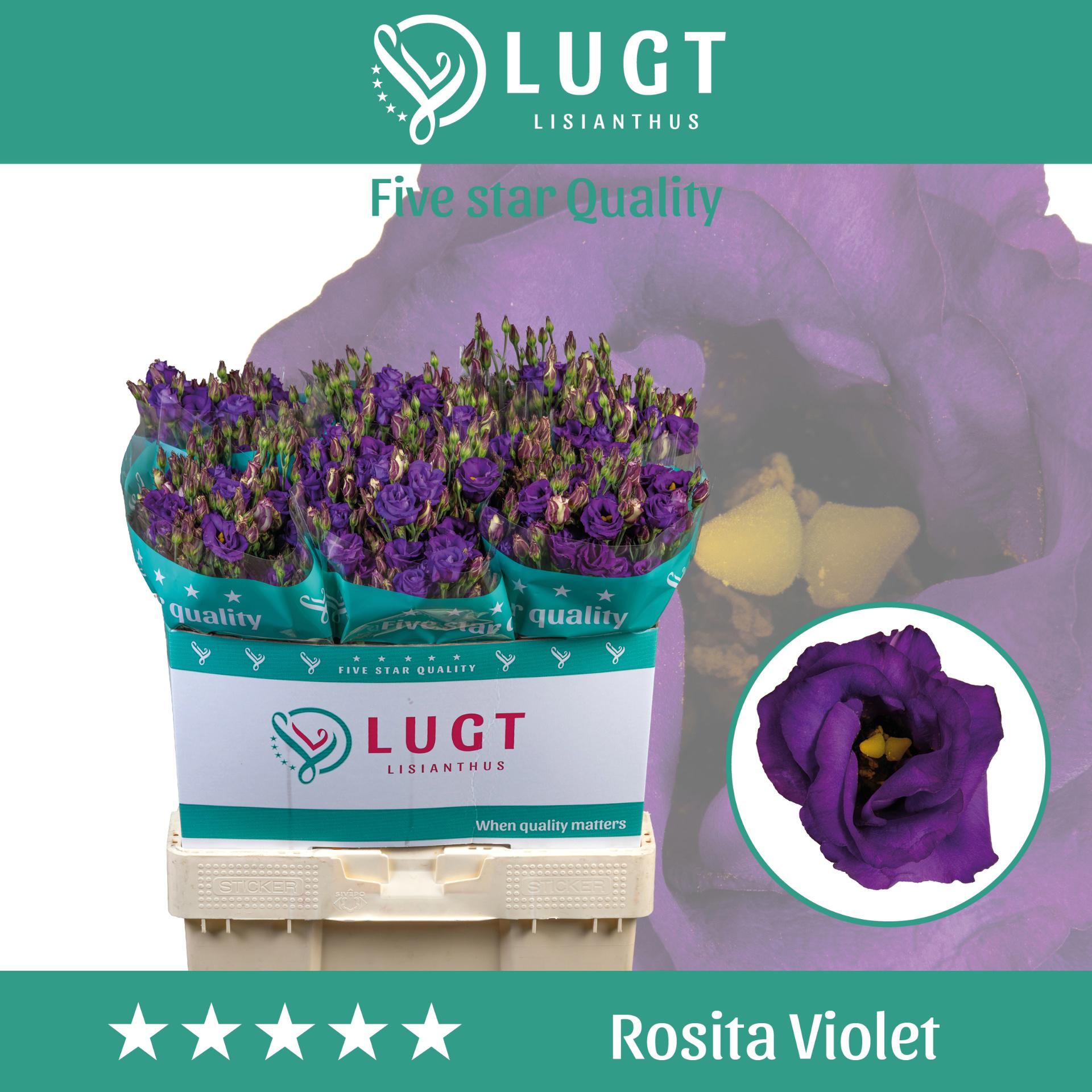 10x Eust.rosita violet du 70cm