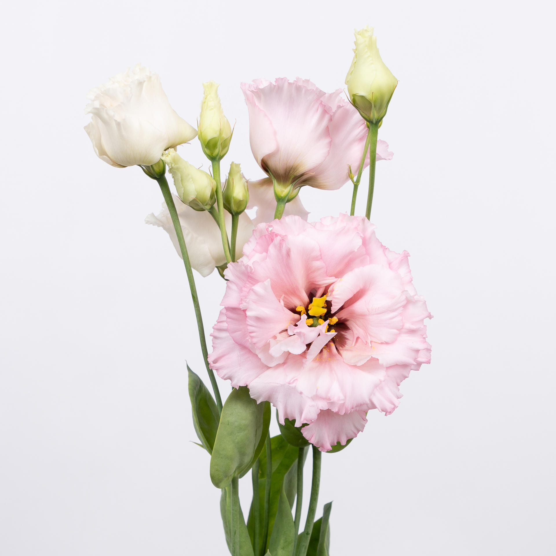 10x Eust.celeb queen du 70cm