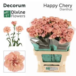20x Dian.st.happy chery 60cm