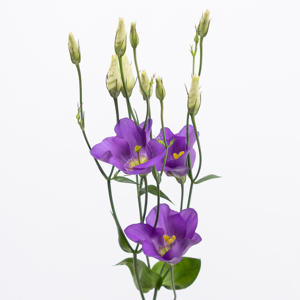 10x Eust.botanic blue en 70cm