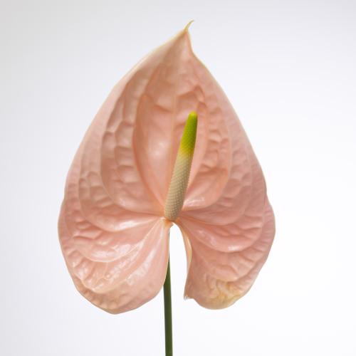 12x Anth.cheers 10cm