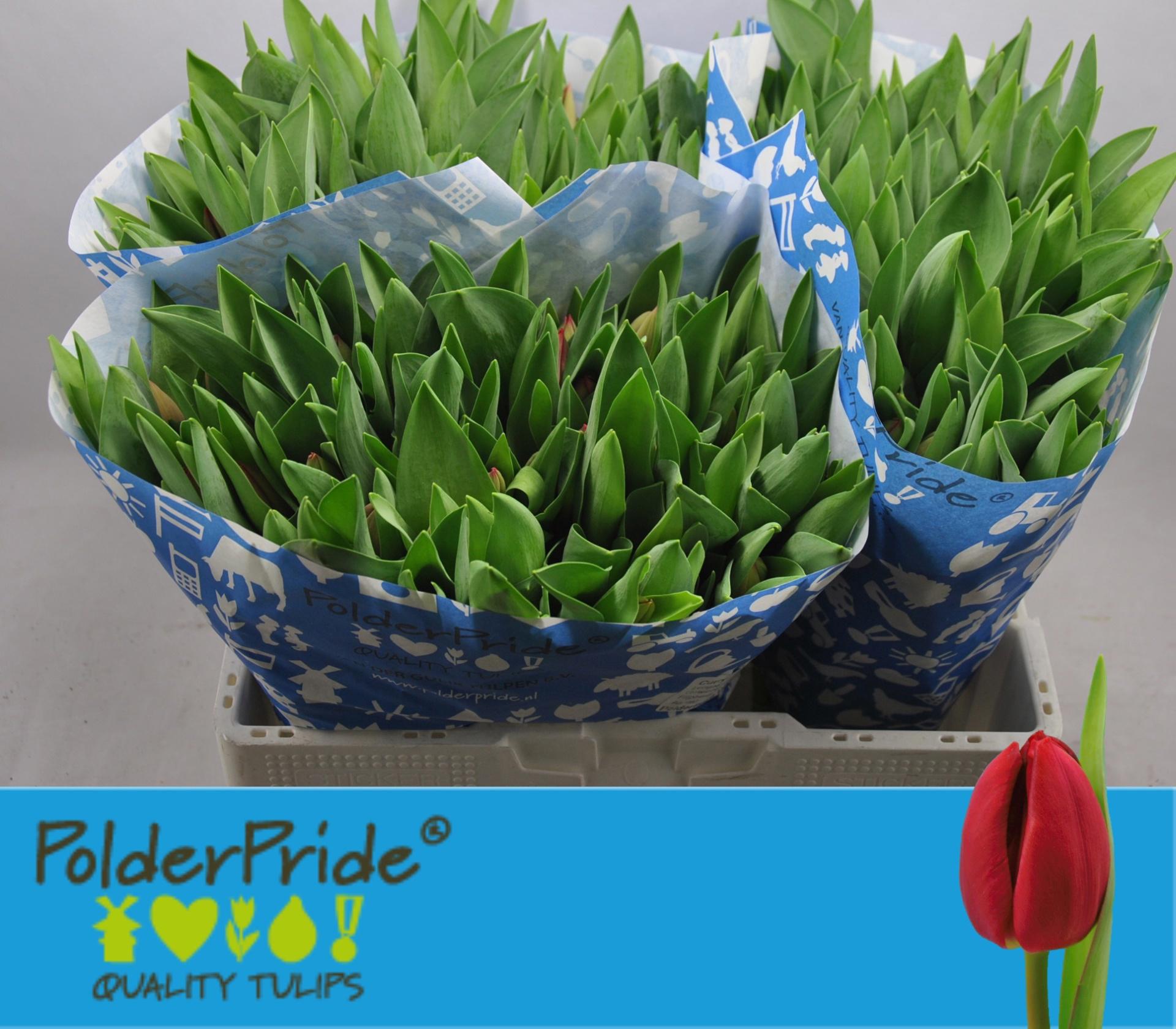 50x Tulipa curry en 40cm