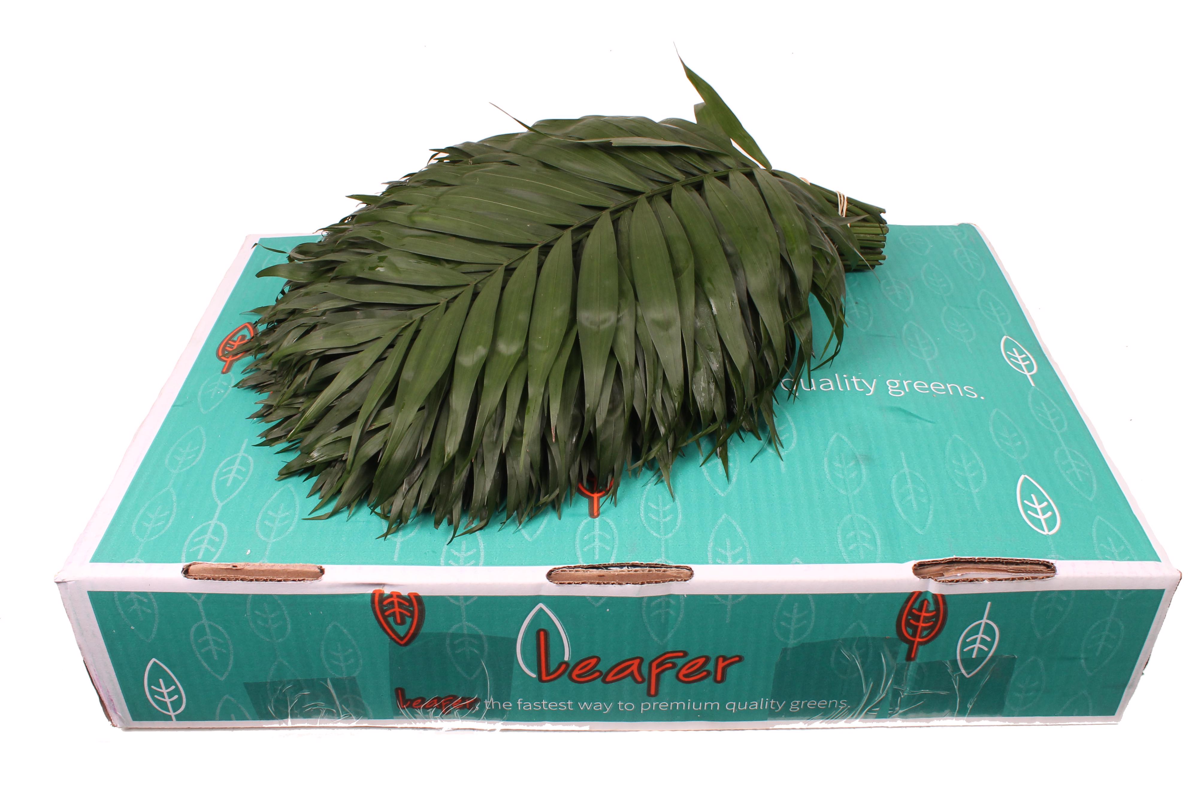 30x Sg chico jumbo - leafer