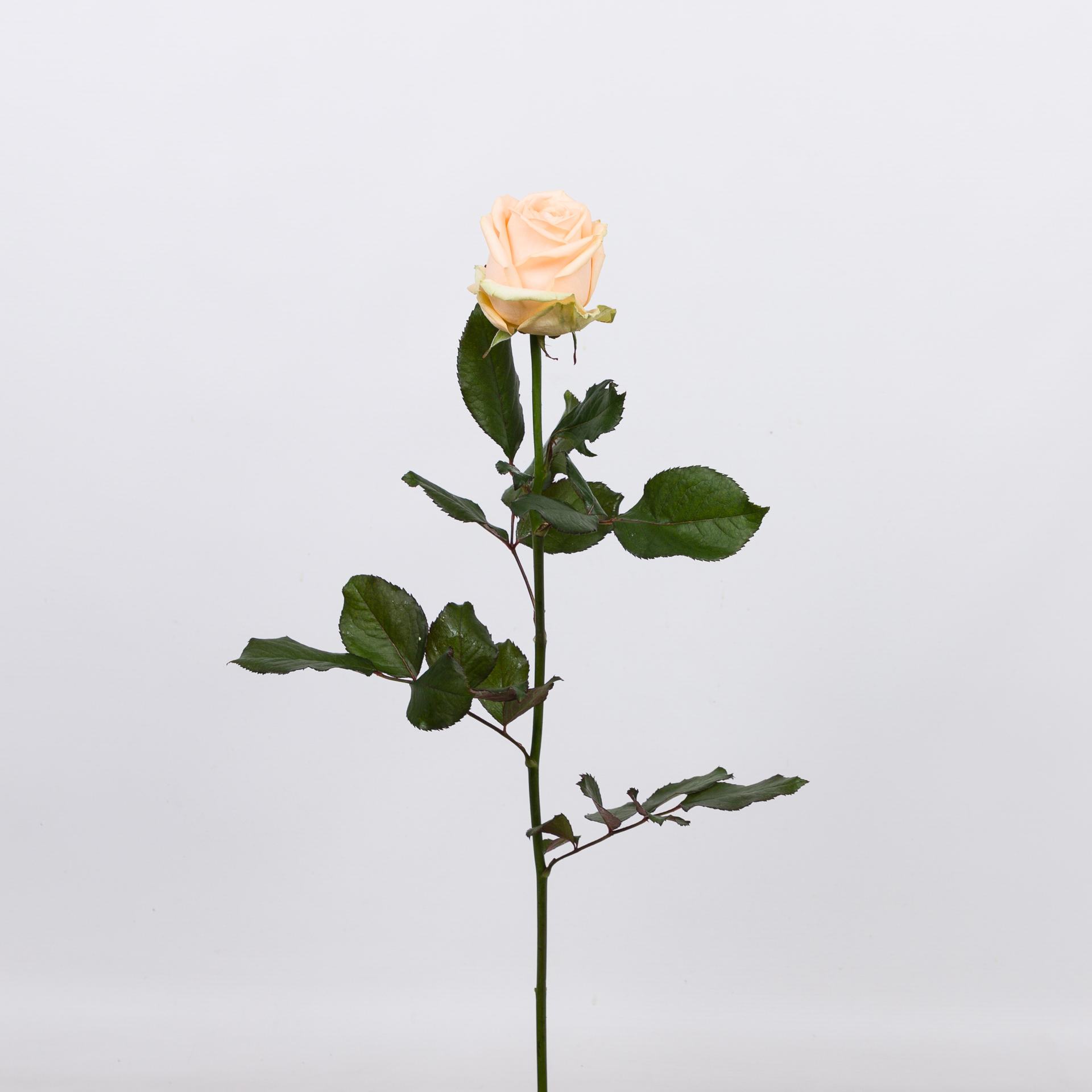 10x Rosa avalanche peach+ 60cm