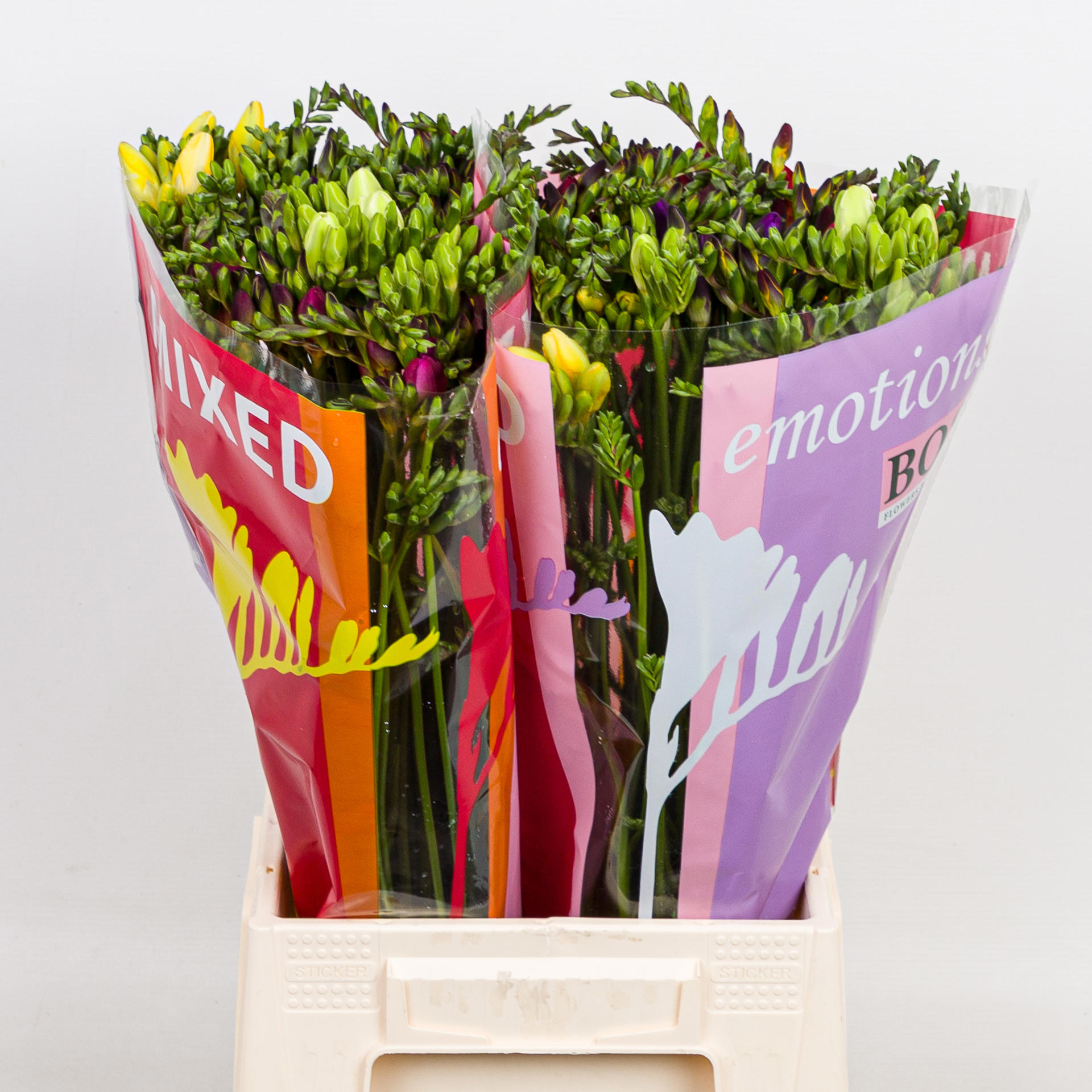 50x Frees.mix var. 50cm