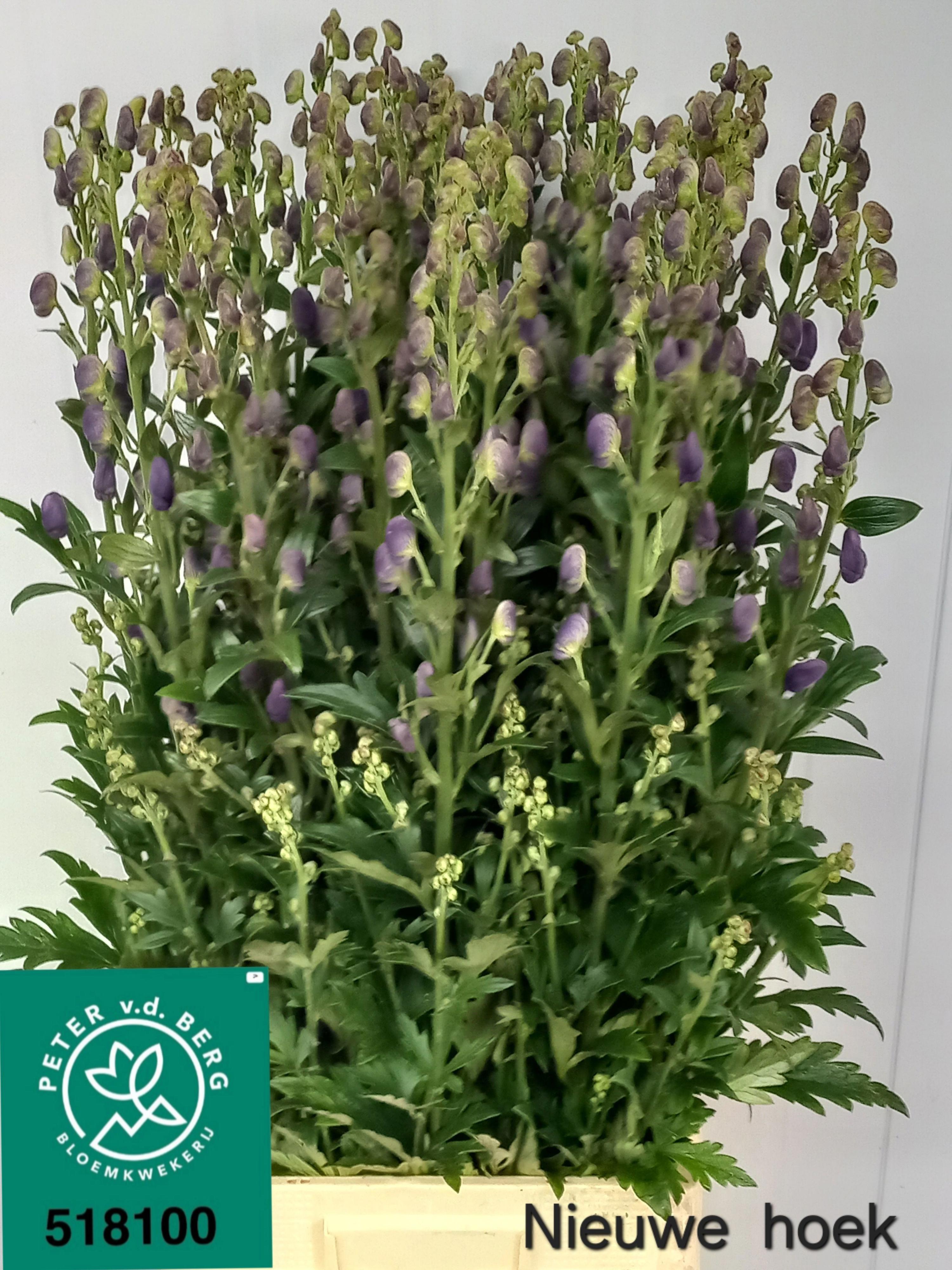 10x Aconitum arendsii 80cm