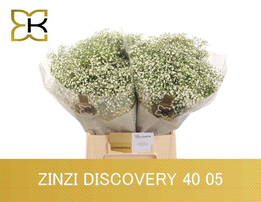 25x Gipskruid zinzi discovery 40cm
