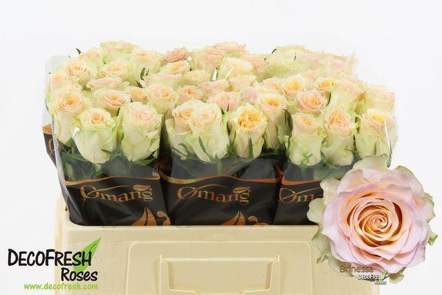 20x Rosa brinessa 50cm