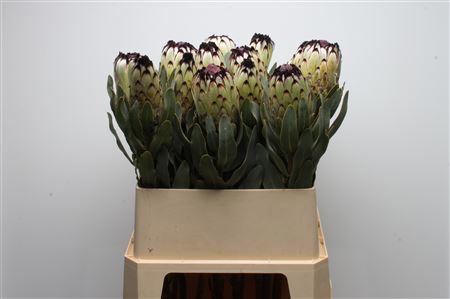 5x Prot.magn.niobe 80cm