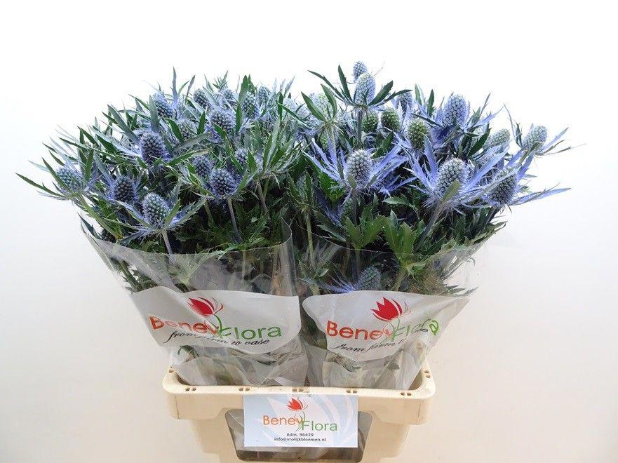 10x Eryn.mag.blue lagoon 70cm