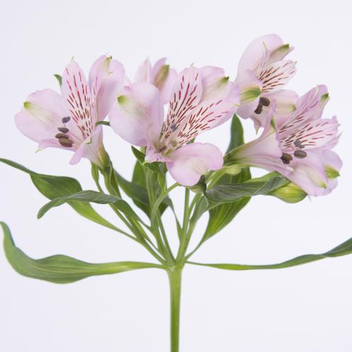 10x Alstroemeria pink floyd 70cm