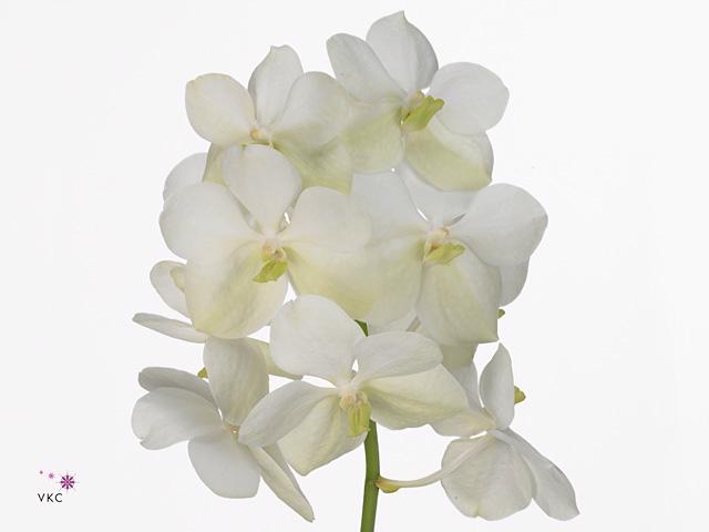 5x Vanda tayanee white 10cm